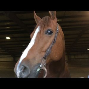 Meet your Posher, Grace